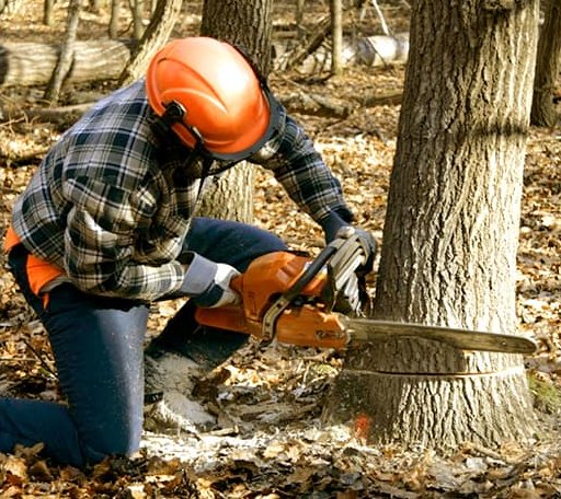 Tree Removal in New Paris, PA